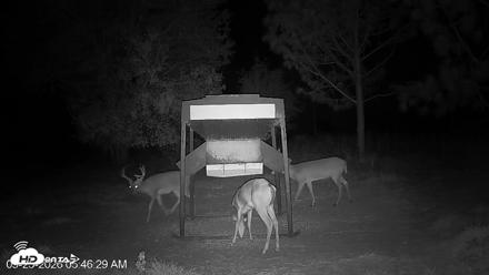 Leesburg Georgia Live Deer Feeder Webcam - Sep 25, 2026, 5:46am EDT