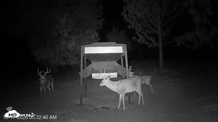 Leesburg Georgia Live Deer Feeder Webcam - Oct 17, 2026, 5:33am EDT