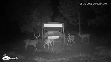 Leesburg Georgia Live Deer Feeder Webcam - Aug 30, 2026, 6:02am EDT