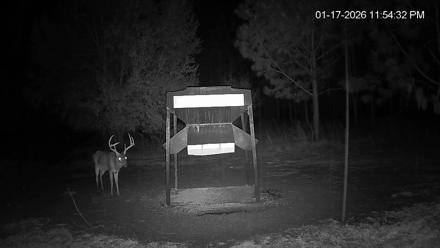 Leesburg Georgia Live Deer Feeder Webcam - Jan 17, 2026, 11:55pm EST