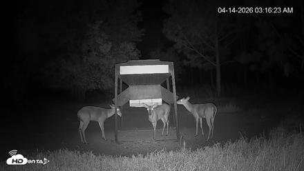 Leesburg Georgia Live Deer Feeder Webcam - Apr 14, 2026, 3:16am EDT