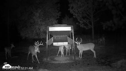 Leesburg Georgia Live Deer Feeder Webcam - Oct 5, 2026, 12:52am EDT