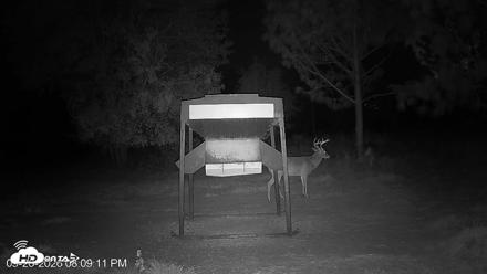 Leesburg Georgia Live Deer Feeder Webcam - Sep 26, 2026, 8:09pm EDT