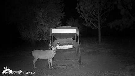 Leesburg Georgia Live Deer Feeder Webcam - Oct 20, 2026, 5:14am EDT