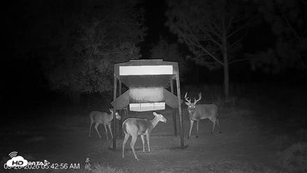 Leesburg Georgia Live Deer Feeder Webcam - Sep 26, 2026, 5:42am EDT