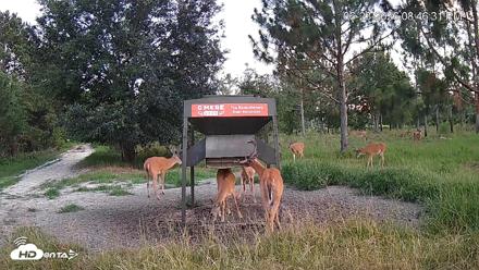 Leesburg Georgia Live Deer Feeder Webcam - Jun 23, 2026, 8:46pm EDT