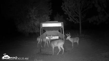 Leesburg Georgia Live Deer Feeder Webcam - Oct 19, 2026, 6:43am EDT