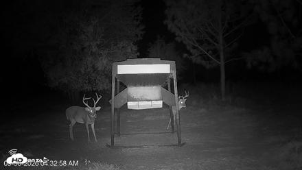 Leesburg Georgia Live Deer Feeder Webcam - Sep 30, 2026, 4:32am EDT