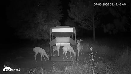 Leesburg Georgia Live Deer Feeder Webcam - Jul 3, 2026, 1:49am EDT