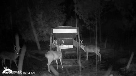 Leesburg Georgia Live Deer Feeder Webcam - Oct 5, 2026, 6:16am EDT