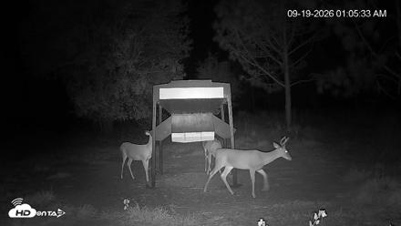 Leesburg Georgia Live Deer Feeder Webcam - Sep 19, 2026, 1:05am EDT