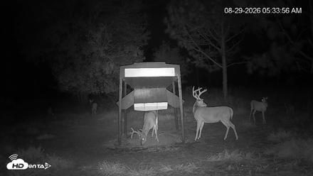 Leesburg Georgia Live Deer Feeder Webcam - Aug 29, 2026, 5:33am EDT