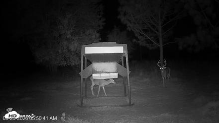 Leesburg Georgia Live Deer Feeder Webcam - Sep 25, 2026, 5:50am EDT