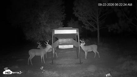 Leesburg Georgia Live Deer Feeder Webcam - Sep 22, 2026, 6:22am EDT