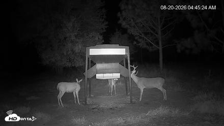 Leesburg Georgia Live Deer Feeder Webcam - Aug 20, 2026, 4:45am EDT