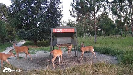 Leesburg Georgia Live Deer Feeder Webcam - Jun 27, 2026, 8:48pm EDT