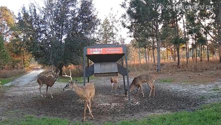 Leesburg Georgia Live Deer Feeder Webcam - Feb 28, 2026, 6:08pm EST