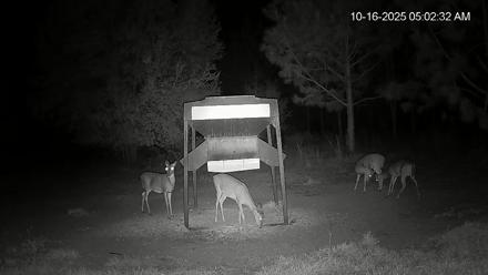 Leesburg Georgia Live Deer Feeder Webcam - Oct 16, 2025, 5:02am EDT