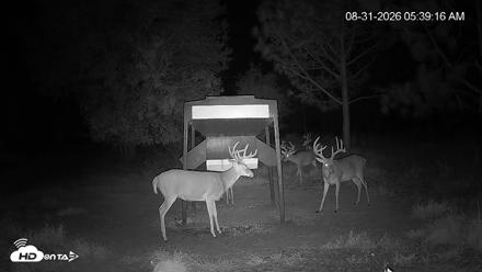Leesburg Georgia Live Deer Feeder Webcam - Aug 31, 2026, 5:39am EDT