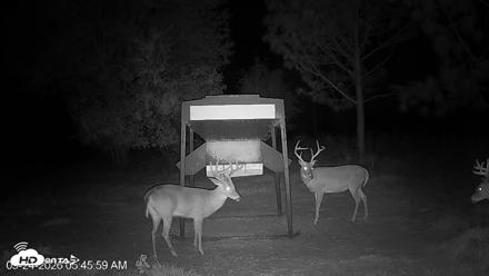 Leesburg Georgia Live Deer Feeder Webcam - Sep 24, 2026, 5:46am EDT