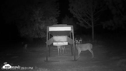 Leesburg Georgia Live Deer Feeder Webcam - Sep 29, 2026, 11:28pm EDT