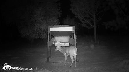 Leesburg Georgia Live Deer Feeder Webcam - Sep 30, 2026, 5:09am EDT