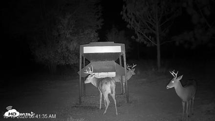 Leesburg Georgia Live Deer Feeder Webcam - Oct 19, 2026, 6:42am EDT