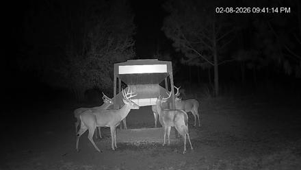 Leesburg Georgia Live Deer Feeder Webcam - Feb 8, 2026, 9:41pm EST