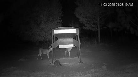 Leesburg Georgia Live Deer Feeder Webcam - Nov 3, 2025, 1:28am EST