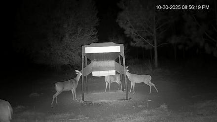 Leesburg Georgia Live Deer Feeder Webcam - Oct 30, 2025, 8:56pm EDT