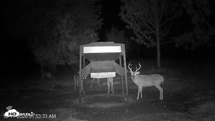 Leesburg Georgia Live Deer Feeder Webcam - Oct 11, 2026, 1:53am EDT