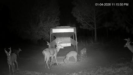 Leesburg Georgia Live Deer Feeder Webcam - Jan 4, 2026, 11:16pm EST