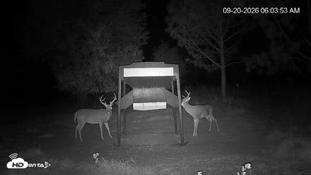 Leesburg Georgia Live Deer Feeder Webcam - Sep 20, 2026, 6:04am EDT