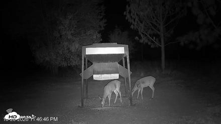 Leesburg Georgia Live Deer Feeder Webcam - Oct 20, 2026, 11:47pm EDT