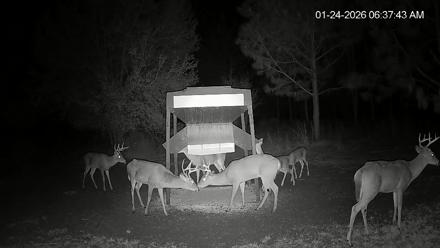Leesburg Georgia Live Deer Feeder Webcam - Jan 24, 2026, 6:37am EST