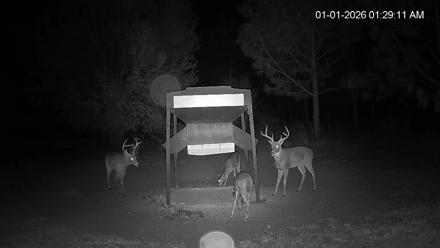 Leesburg Georgia Live Deer Feeder Webcam - Jan 1, 2026, 1:28am EST