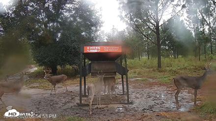 Leesburg Georgia Live Deer Feeder Webcam - Oct 3, 2026, 6:54pm EDT
