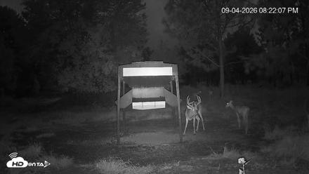 Leesburg Georgia Live Deer Feeder Webcam - Sep 4, 2026, 8:22pm EDT