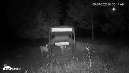 Leesburg Georgia Live Deer Feeder Webcam - Jun 29, 2026, 4:30am EDT