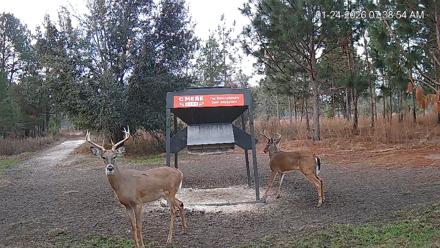Leesburg Georgia Live Deer Feeder Webcam - Jan 24, 2026, 7:40am EST