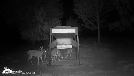 Leesburg Georgia Live Deer Feeder Webcam - Oct 1, 2026, 10:47pm EDT