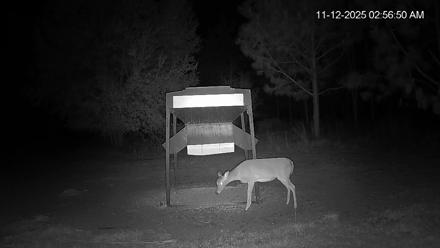 Leesburg Georgia Live Deer Feeder Webcam - Nov 12, 2025, 2:57am EST