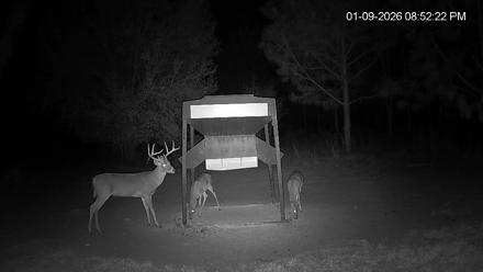 Leesburg Georgia Live Deer Feeder Webcam - Jan 9, 2026, 8:52pm EST