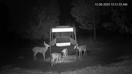 Leesburg Georgia Live Deer Feeder Webcam - Dec 6, 2025, 12:51am EST
