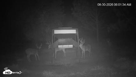 Leesburg Georgia Live Deer Feeder Webcam - Aug 30, 2026, 6:01am EDT