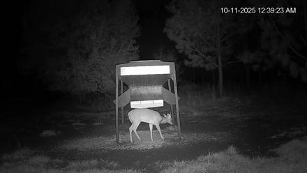 Leesburg Georgia Live Deer Feeder Webcam - Oct 11, 2025, 12:40am EDT