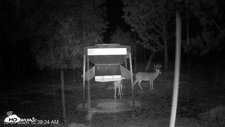 Leesburg Georgia Live Deer Feeder Webcam - Oct 5, 2026, 12:39am EDT