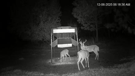 Leesburg Georgia Live Deer Feeder Webcam - Dec 6, 2025, 6:18am EST