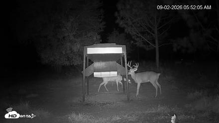 Leesburg Georgia Live Deer Feeder Webcam - Sep 2, 2026, 5:52am EDT