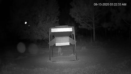 Leesburg Georgia Live Deer Feeder Webcam - Sep 13, 2025, 3:22am EDT